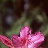 Rhododendron 'Karen's', flowers