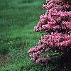 Rhododendron 'Kurume Coral Bells', habit