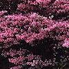 Rhododendron 'Kurume Coral Bells', habit