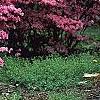 Rhododendron 'Kurume Coral Bells', habit