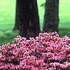 Rhododendron 'Kurume Coral Bells', habit