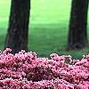 Rhododendron 'Kurume Coral Bells', habit
