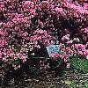 Rhododendron 'Kurume Coral Bells', habit