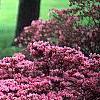 Rhododendron 'Kurume Coral Bells', habit