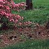 Rhododendron 'Kurume Glory', habit