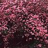 Rhododendron 'Kurume Glory', habit