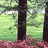 Rhododendron 'Kurume Glory', habit