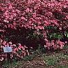 Rhododendron 'Kurume Glory', habit