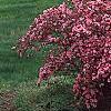 Rhododendron 'Kurume Glory', habit