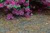 Rhododendron 'Marjorie', habit