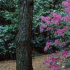 Rhododendron 'Marjorie', habit
