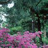 Rhododendron 'Marjorie', habit