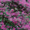 Rhododendron 'Marjorie', habit