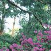 Rhododendron 'Marjorie', habit