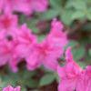 Rhododendron 'Marjorie', flowers