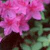 Rhododendron 'Marjorie', flowers