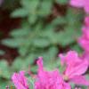 Rhododendron 'Marjorie', flowers