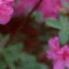 Rhododendron 'Marjorie', flowers