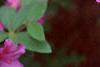 Rhododendron 'Marjorie', flowers