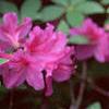 Rhododendron 'Marjorie', flowers
