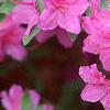 Rhododendron 'Marjorie', flowers