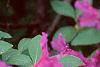 Rhododendron 'Marjorie', flowers