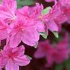 Rhododendron 'Marjorie', flowers