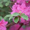 Rhododendron 'Marjorie', flowers