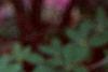 Rhododendron 'Marjorie', flowers