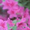 Rhododendron 'Marjorie', flowers