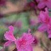 Rhododendron 'Marjorie', flowers