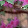 Rhododendron 'Marjorie', flowers