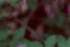 Rhododendron 'Marjorie', flowers