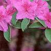 Rhododendron 'Marjorie', flowers