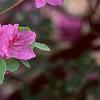 Rhododendron 'Marjorie', flowers