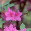 Rhododendron 'Marjorie', flowers