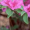 Rhododendron 'Marjorie', flowers