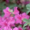 Rhododendron 'Marjorie', flowers