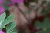 Rhododendron 'Marjorie', flowers