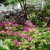 Rhododendron 'Moby Dick', habit