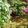 Rhododendron 'Moby Dick', habit