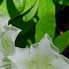 Rhododendron 'Moby Dick', flowers