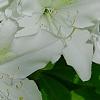 Rhododendron 'Moby Dick', flowers