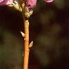 Rhododendron mucronulatum, flowers