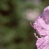 Rhododendron mucronulatum, flowers