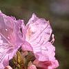 Rhododendron mucronulatum, flowers