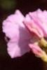 Rhododendron mucronulatum, flowers