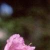 Rhododendron mucronulatum, flowers