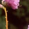 Rhododendron mucronulatum, flowers