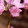 Rhododendron mucronulatum, flowers